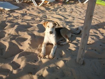 Пляжная собака