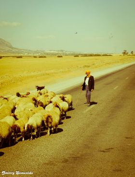 Тунисский пастух