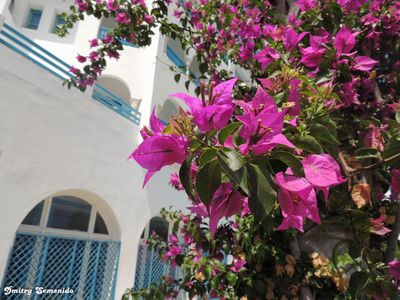 Цветы Туниса